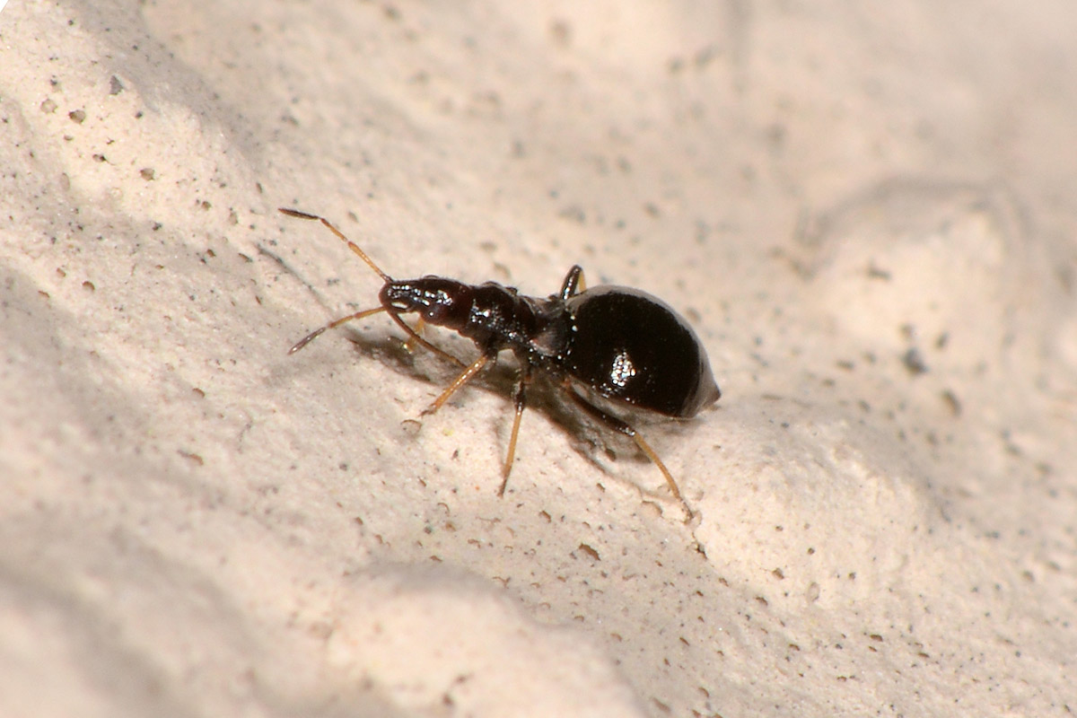 Microphysidae? S, Loricula freyi, femmina e maschio (adulto e ninfa) dell''Abruzzo